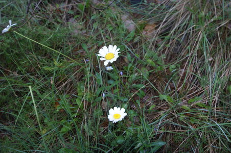 2016-06-05 ROCHE AMERE 2016, DSC03512