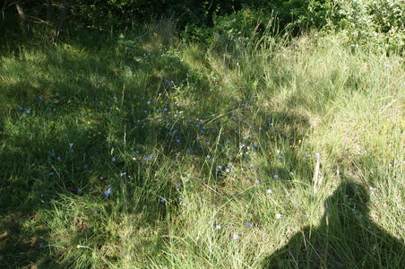 2016-06-05 ROCHE AMERE 2016, DSC03555