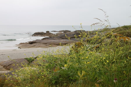 Tregunc-Concarneau, 2016_06_10_Tregunc_008