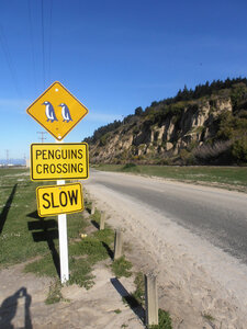 Nouvelle Zélande, Penguins