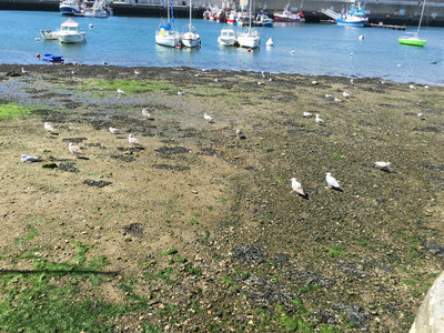 Tregunc-Concarneau-JCF, image_046