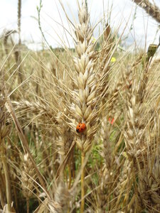 photos blés anciens, DSC03755