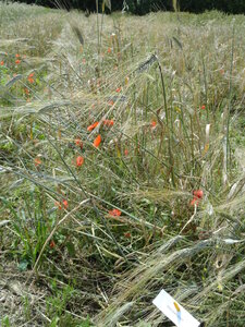 photos blés anciens, DSC03761