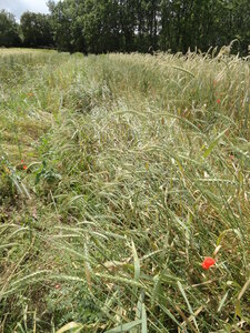 photos blés anciens, DSC03766