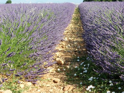 2016-07-05 lavandes et tour du DEVOLUY, DSCN3925