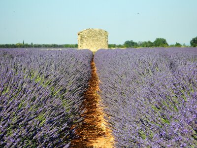 2016-07-05 lavandes et tour du DEVOLUY, DSCN3927
