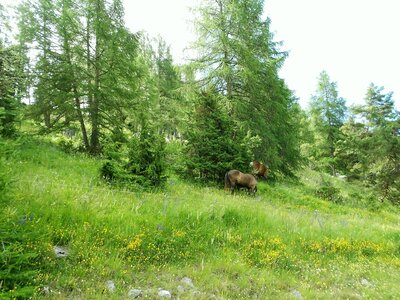 2016-07-05 lavandes et tour du DEVOLUY, DSCN3938