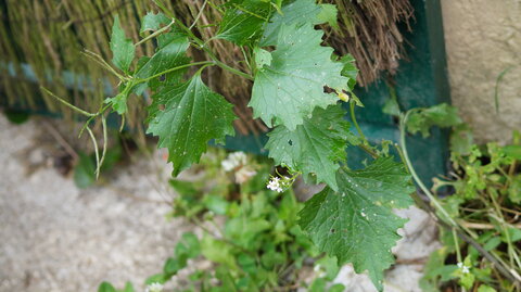 UPoJ plantes sauvages comestibles 06/11/2016, Alliaire