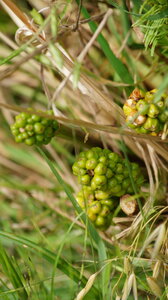 UPoJ plantes sauvages comestibles 06/11/2016, Arum sauvage_Très toxique