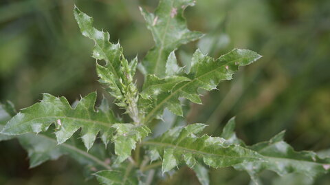 UPoJ plantes sauvages comestibles 06/11/2016, Cirse