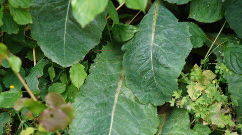 UPoJ plantes sauvages comestibles 06/11/2016, Laitue Vireuse sauvage