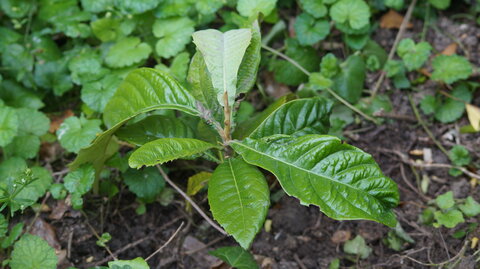 UPoJ plantes sauvages comestibles 06/11/2016, Néflier _ Arbre fruitier