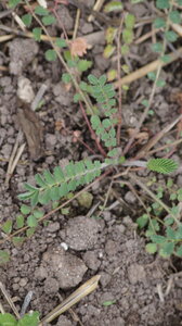 UPoJ plantes sauvages comestibles 06/11/2016, Pimprenelle