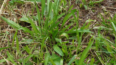 UPoJ plantes sauvages comestibles 06/11/2016, Plantain lancéolé_1