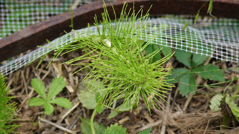 UPoJ plantes sauvages comestibles 06/11/2016, Prêle