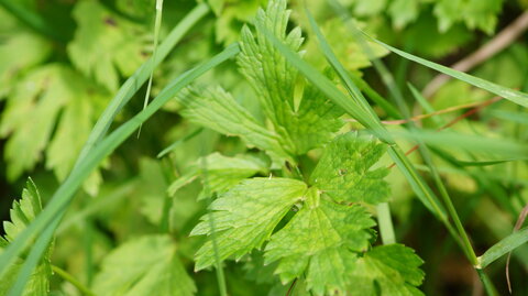 UPoJ plantes sauvages comestibles 06/11/2016, Renoncule bouton d’or_Toxique