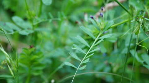 UPoJ plantes sauvages comestibles 06/11/2016, Vesce _ lentilles sauvages