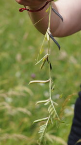 UPoJ plantes sauvages comestibles 06/11/2016, Vesce