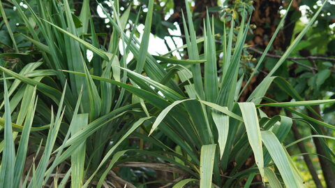 UPoJ plantes sauvages comestibles 06/11/2016, Yuka