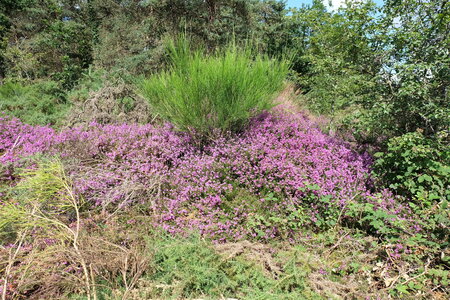 Bretagne 2016 photos Claude, DSCF7061