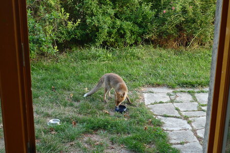 Le visiteur du soir, P1100421