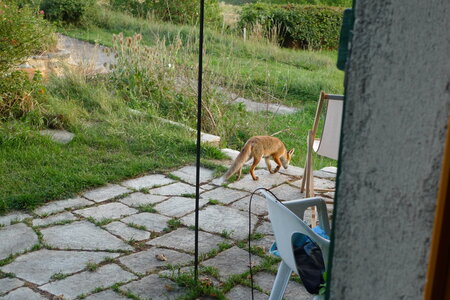 Le visiteur du soir, P1100422