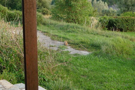 Le visiteur du soir, P1100430