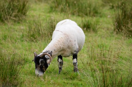 Ecosse, ecosse12-mouton