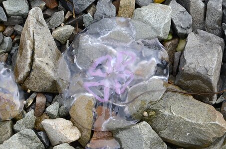 Ecosse, ecosse17-meduse