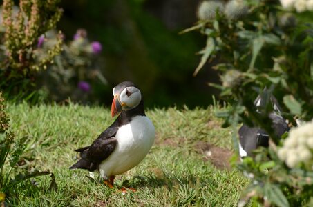 Ecosse, ecosse26-puffin