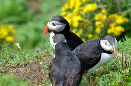 Ecosse, ecosse33-puffin2