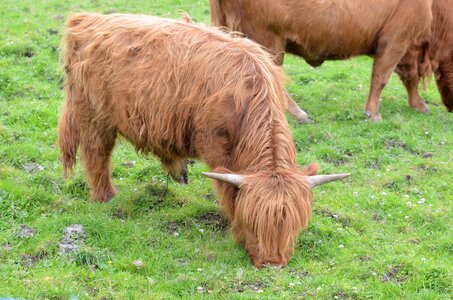Ecosse, ecosse53-meuh2