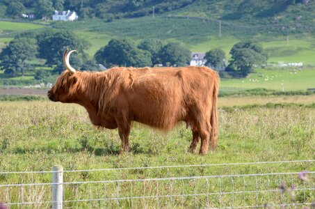 Ecosse, ecosse54-meuh3