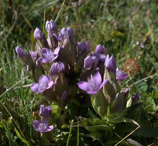 Randonnée du 16/08/2016 au col de la Coupa, P8160012  Copier 