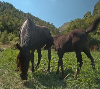 Randonnée du 16/08/2016 au col de la Coupa, P8160038  Copier 