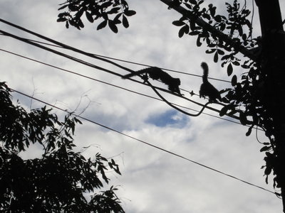 Brasil, Des petits singes à la fac !