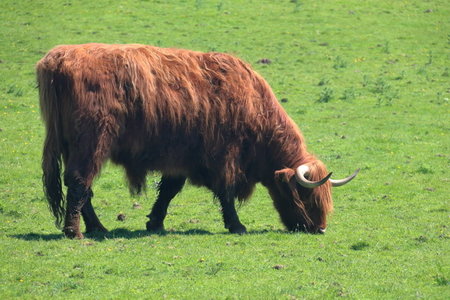 ecosse 2016, IMG_1823