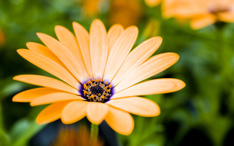 Fleurs, 01570_fragileelegance_1440x900