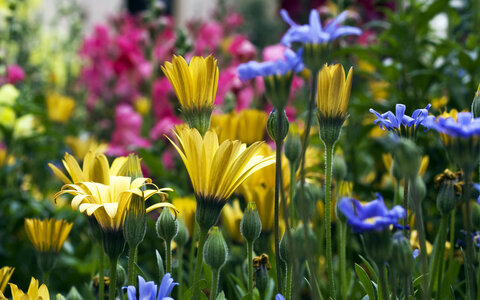 Fleurs, 02066_vailflowers_1440x900