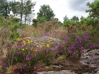 Bretagne 2016 Album Francine , DSC04231