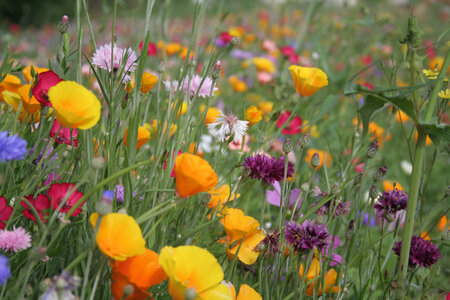 Fleurs, 091122123321_21