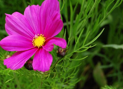 Fleurs, 091125193020_100