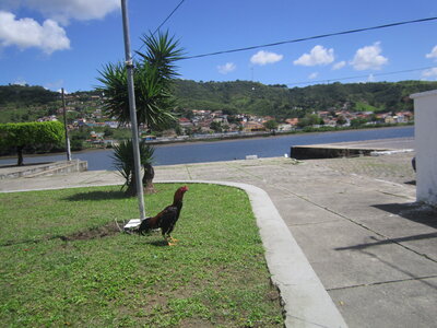 Brasil, Passer du coq...