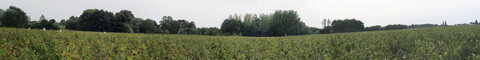 Vendanges 2016, vendanges2016