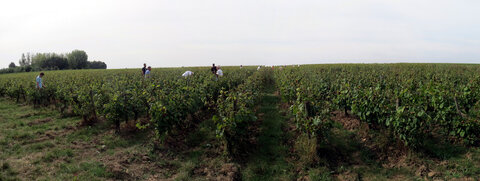 Vendanges 2016, vendangespanorama2