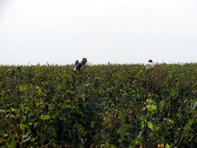 Vendanges 2016, IMG_5033