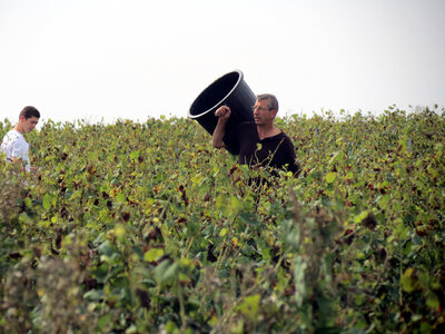 Vendanges 2016, IMG_5034