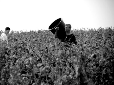 Vendanges 2016, IMG_5034NB