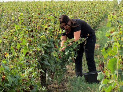 Vendanges 2016, IMG_5036