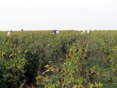 Vendanges 2016, IMG_5037